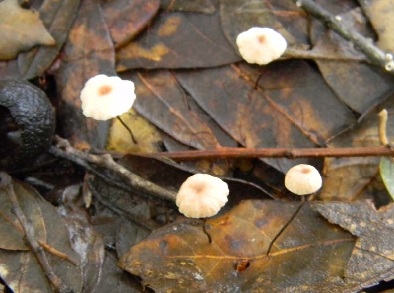 Alcuni ritrovamenti del 15.03.2011.